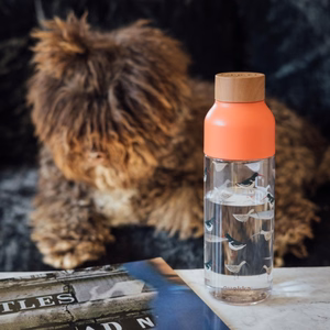 Quokka Ice Ecozen ūdens pudele, 720 ml, Putni