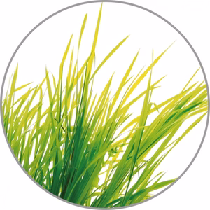 Medisana aromātiskā esence Citronella