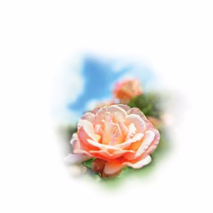 Medisana aromātiskā esence Roze