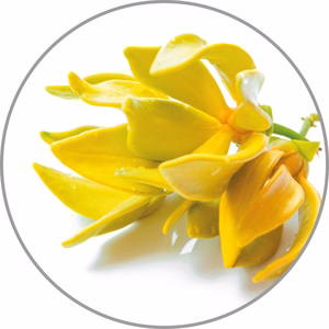 Medisana aromātiskā esence Ylang-Ylang