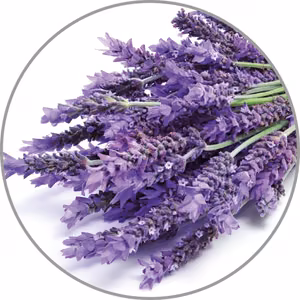 Medisana Aroma essence Lavender aromātiskā esence