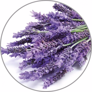 Medisana aromātiskā esence Lavanda