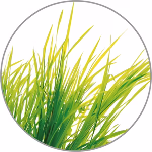 Medisana Aroma essence Citronella aromātiskā esence