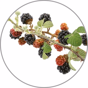Medisana Aroma essence Wild berries aromātiskā esence, 10 ml